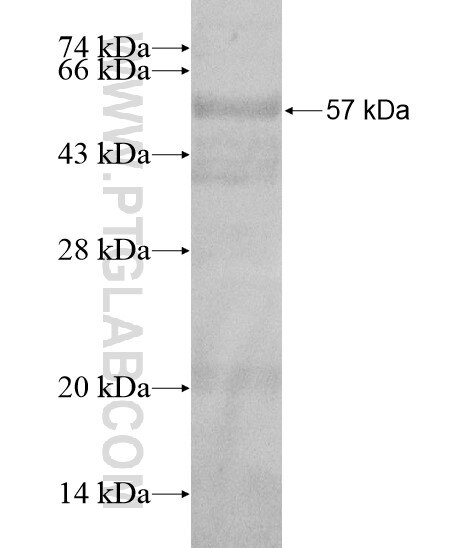 AMH fusion protein Ag20110 SDS-PAGE