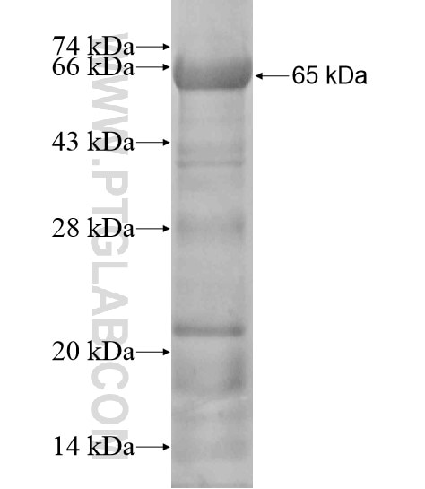 AMH fusion protein Ag20166 SDS-PAGE
