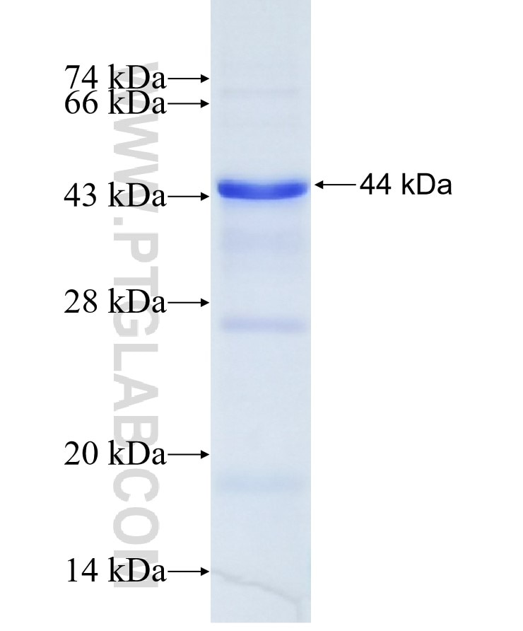 AMH fusion protein Ag5670 SDS-PAGE