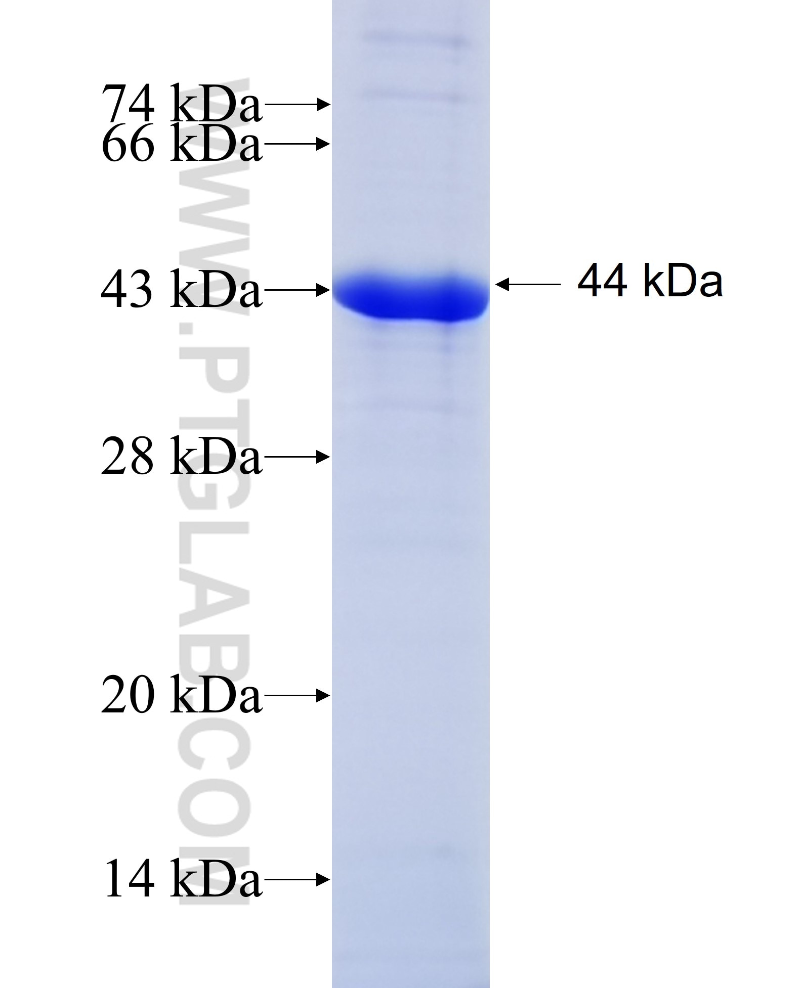 AMH fusion protein Ag5670 SDS-PAGE