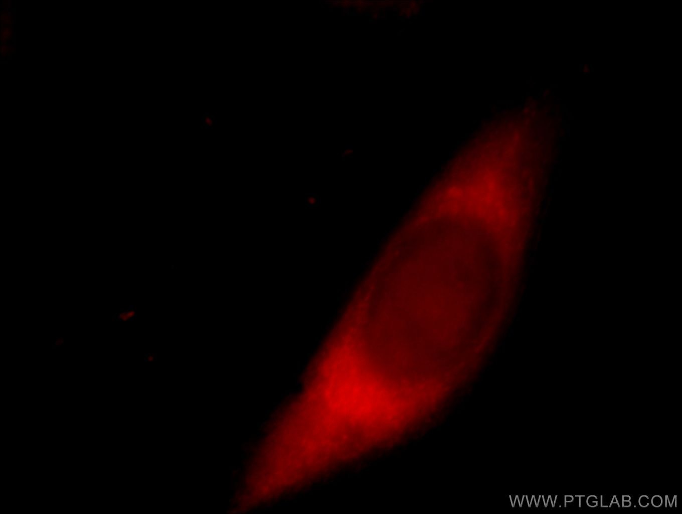 Immunofluorescence (IF) / fluorescent staining of HeLa cells using JAML Polyclonal antibody (21302-1-AP)