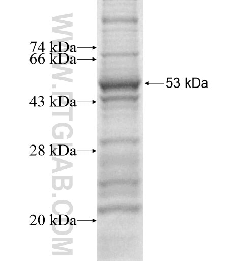 AMICA1 fusion protein Ag15900 SDS-PAGE