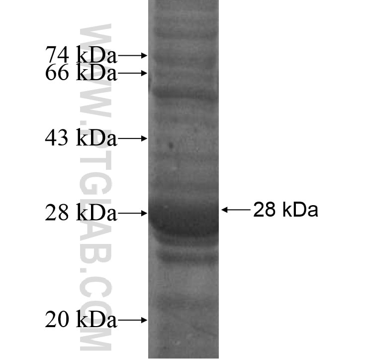 AMICA1 fusion protein Ag16763 SDS-PAGE