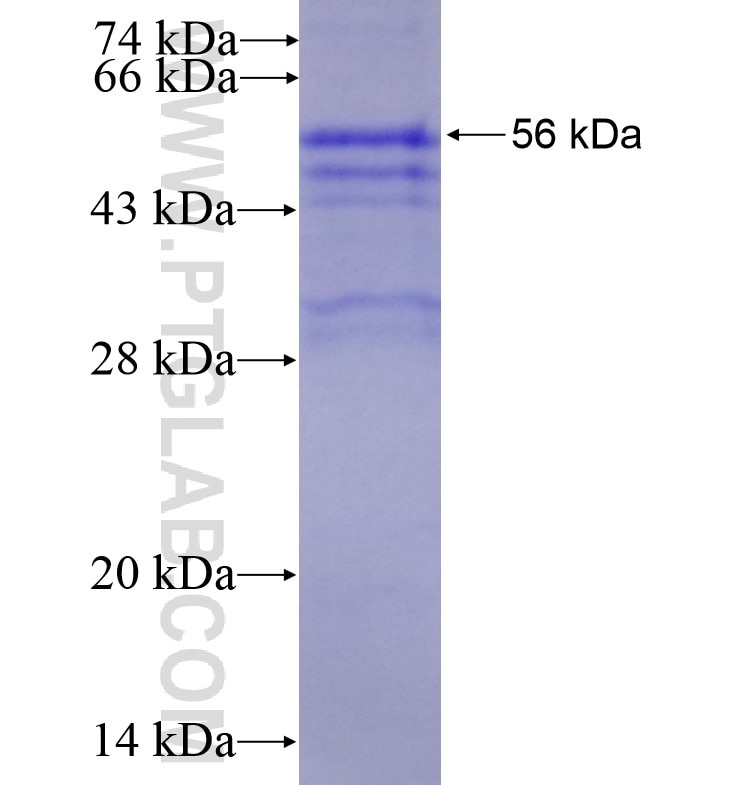 AMIGO1 fusion protein Ag16226 SDS-PAGE