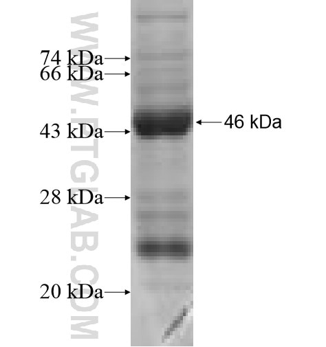 AMIGO2 fusion protein Ag5200 SDS-PAGE