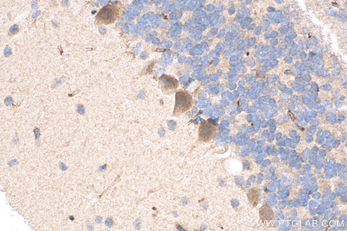 IHC staining of mouse cerebellum using 24687-1-AP