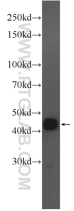 Western Blot (WB) analysis of mouse liver tissue using AMMECR1 Polyclonal antibody (24687-1-AP)