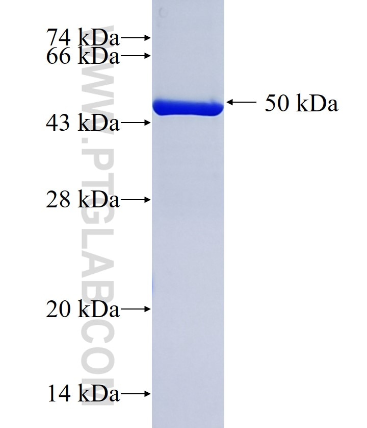 AMN fusion protein Ag35205 SDS-PAGE