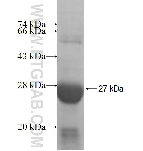 AMN1 fusion protein Ag6378 SDS-PAGE