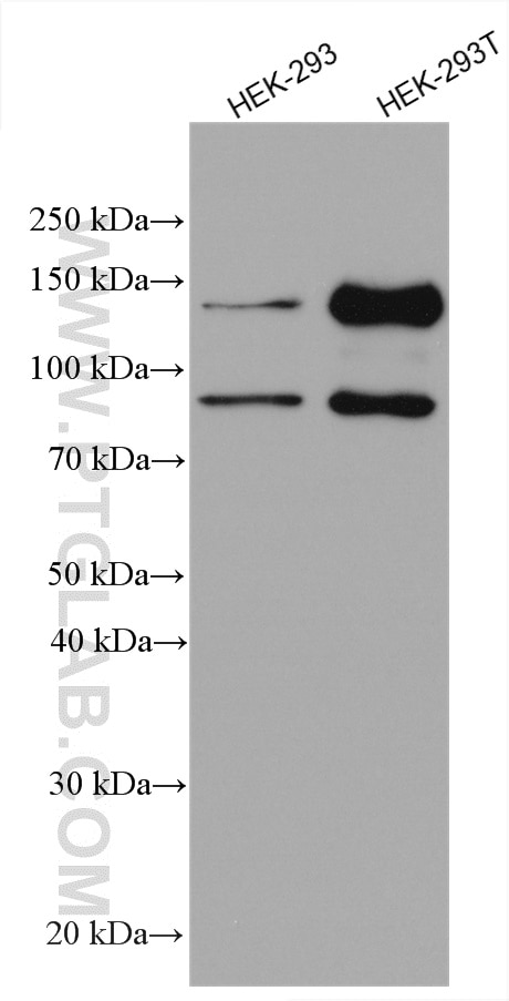 Western Blot (WB) analysis of various lysates using AMOT Polyclonal antibody (24550-1-AP)