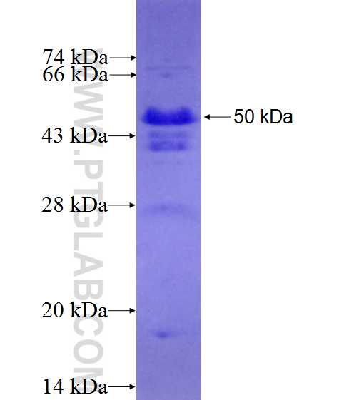 AMOT fusion protein Ag19784 SDS-PAGE