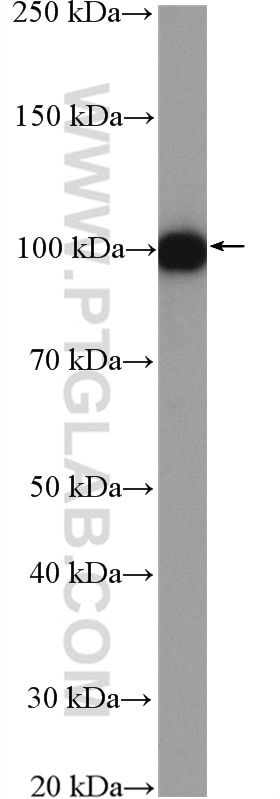 Western Blot (WB) analysis of HEK-293 cells using AMOTL2 Polyclonal antibody (23351-1-AP)