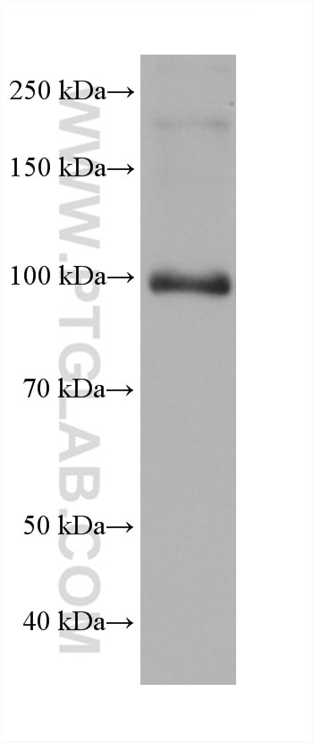 Western Blot (WB) analysis of DU 145 cells using AMOTL2 Monoclonal antibody (68401-1-Ig)