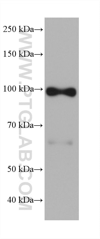 Western Blot (WB) analysis of Saos-2 cells using AMOTL2 Monoclonal antibody (68401-1-Ig)