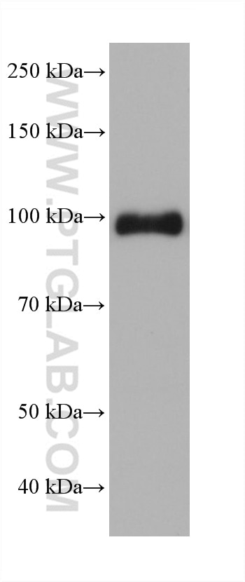 Western Blot (WB) analysis of NCI-H1299 cells using AMOTL2 Monoclonal antibody (68401-1-Ig)
