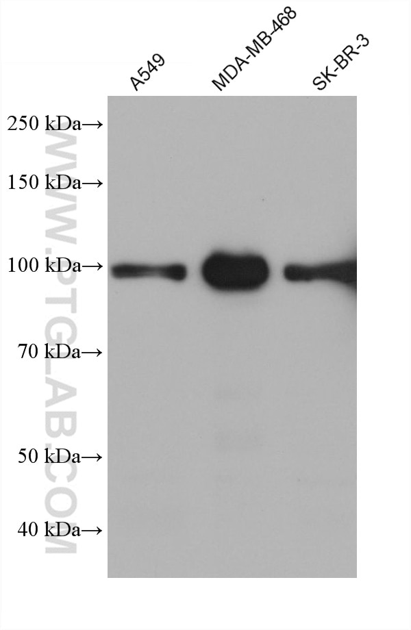 Western Blot (WB) analysis of various lysates using AMOTL2 Monoclonal antibody (68401-1-Ig)