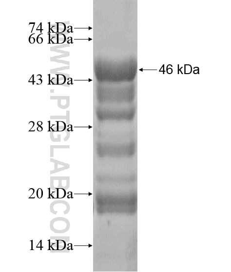 AMOTL2 fusion protein Ag19953 SDS-PAGE