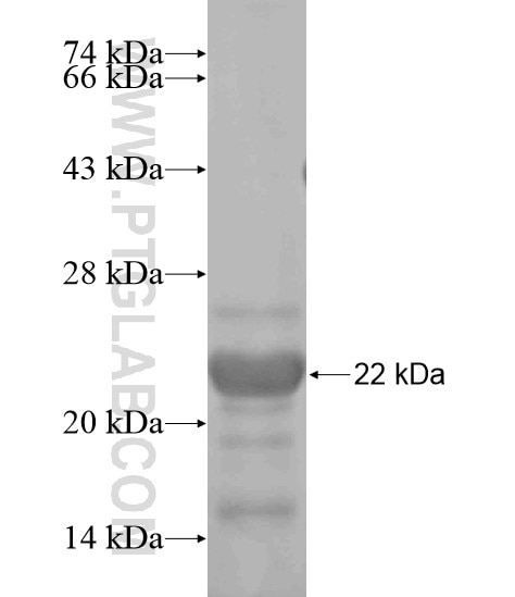 AMOTL2 fusion protein Ag19971 SDS-PAGE