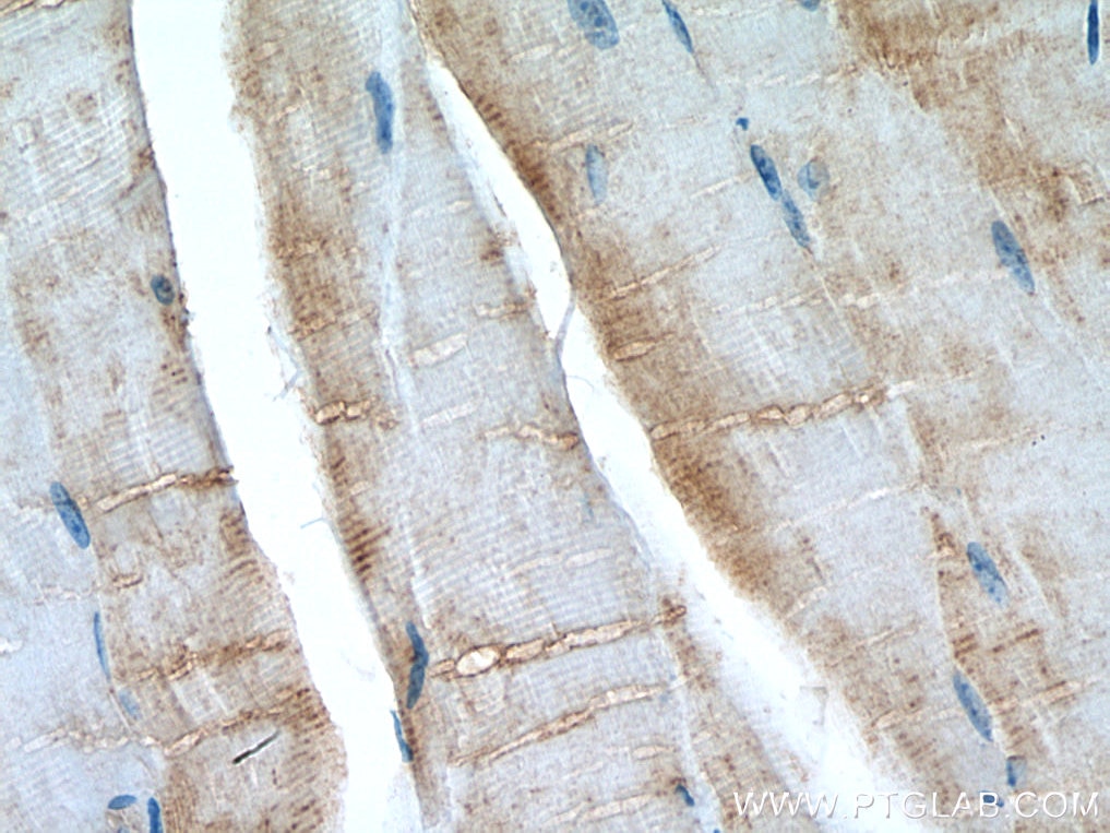 IHC staining of mouse skeletal muscle using 19780-1-AP