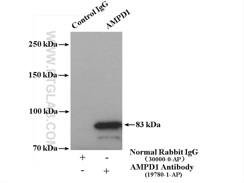 Immunoprecipitation (IP) experiment of mouse skeletal muscle tissue using AMPD1-Specific Polyclonal antibody (19780-1-AP)