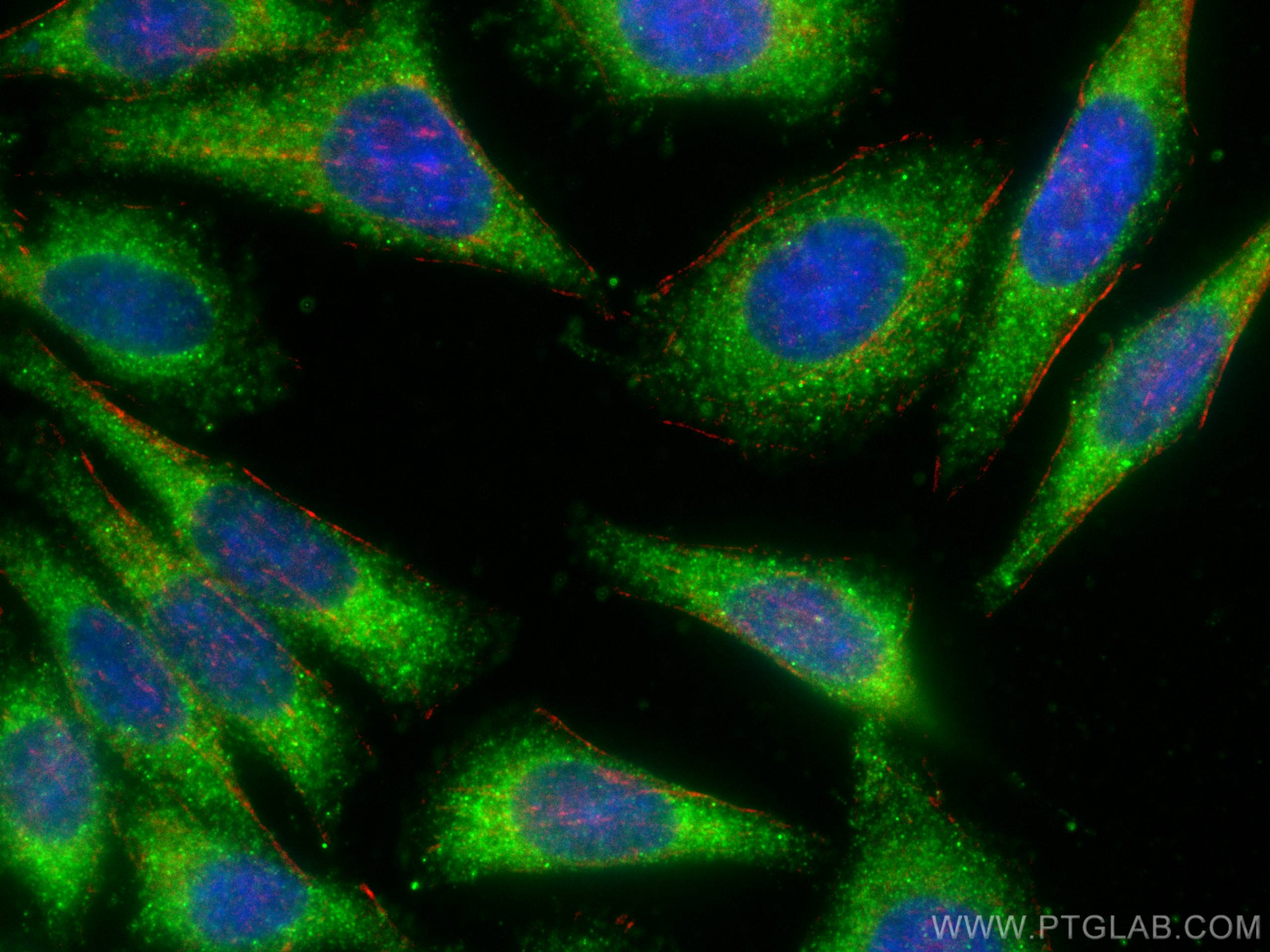 Immunofluorescence (IF) / fluorescent staining of HepG2 cells using AMPD2 Monoclonal antibody (67430-1-Ig)