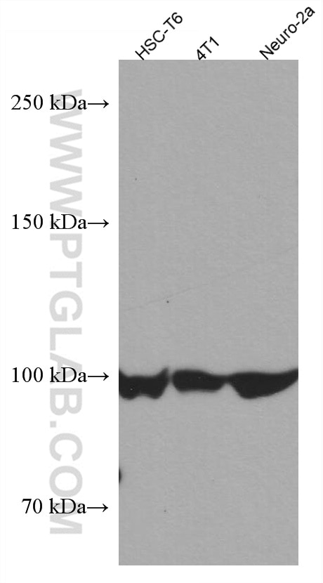 Western Blot (WB) analysis of various lysates using AMPD2 Monoclonal antibody (67430-1-Ig)