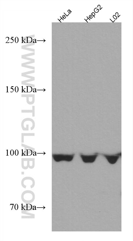 Western Blot (WB) analysis of various lysates using AMPD2 Monoclonal antibody (67430-1-Ig)