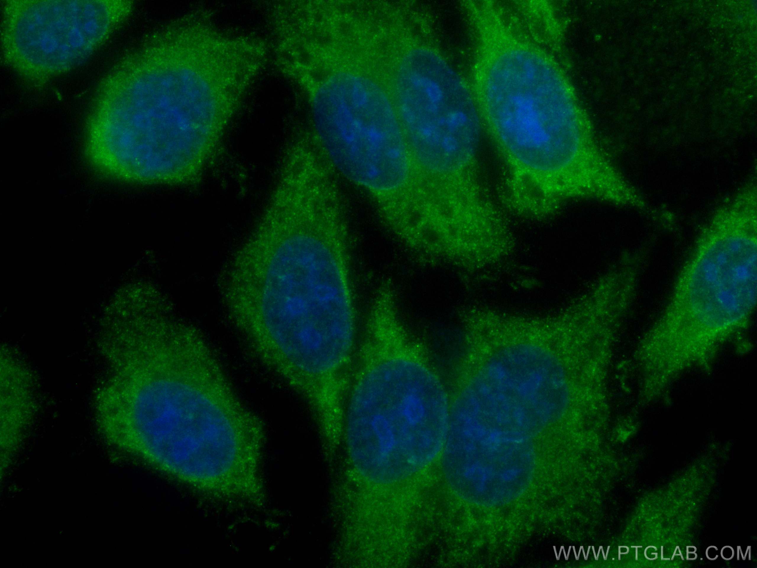 IF Staining of HepG2 using CL488-67430