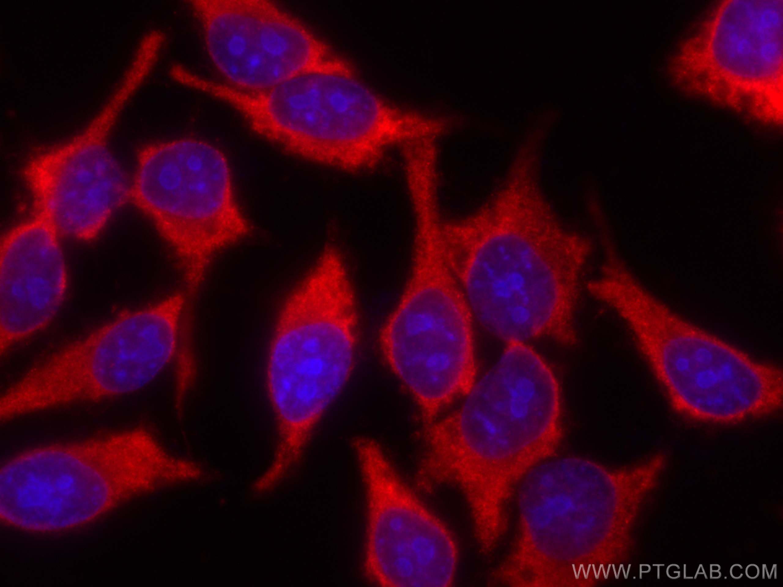 Immunofluorescence (IF) / fluorescent staining of HepG2 cells using CoraLite®594-conjugated AMPD2 Monoclonal antibody (CL594-67430)