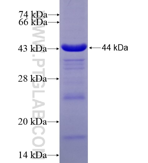AMPD2 fusion protein Ag8433 SDS-PAGE