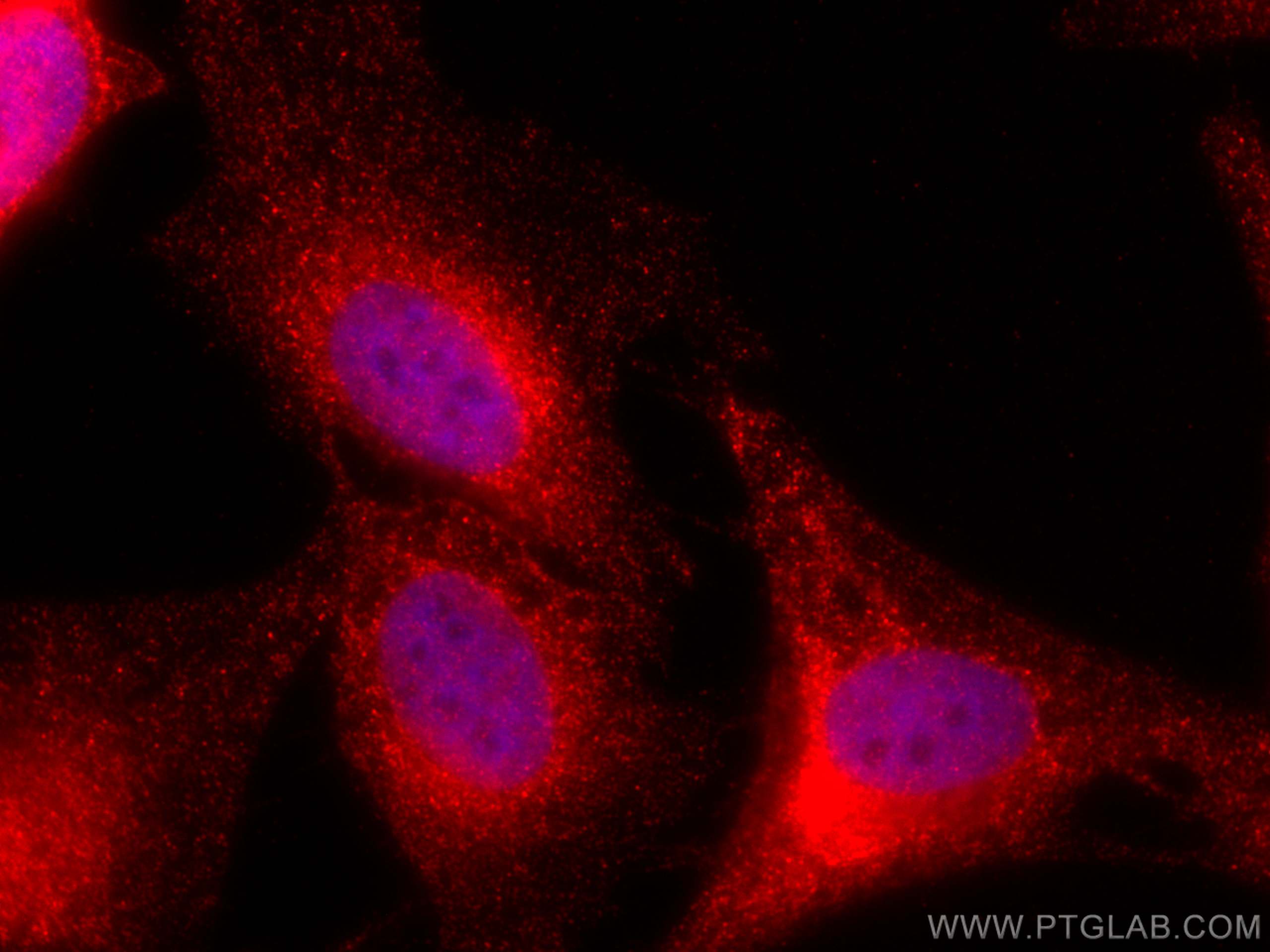 Immunofluorescence (IF) / fluorescent staining of HeLa cells using CoraLite®594-conjugated AMPK Beta 2 Monoclonal ant (CL594-66579)