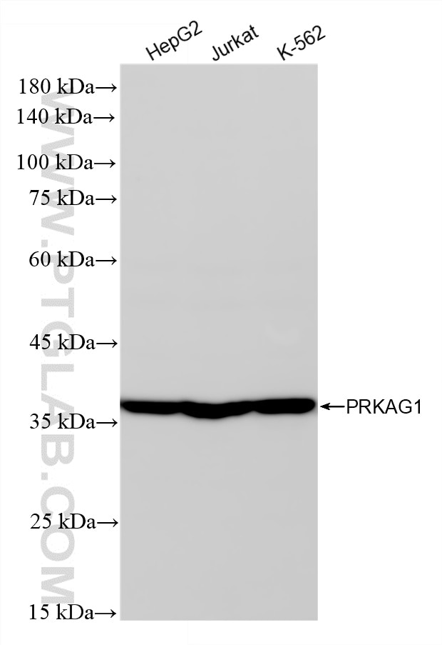 WB analysis using 88030-2-RR Western Blot (WB) analysis of various lysates using AMPK Gamma 1 Recombinant monoclonal antibody (88030-2-RR)