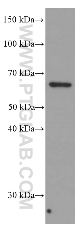 WB analysis of HSC-T6 using 66536-1-Ig