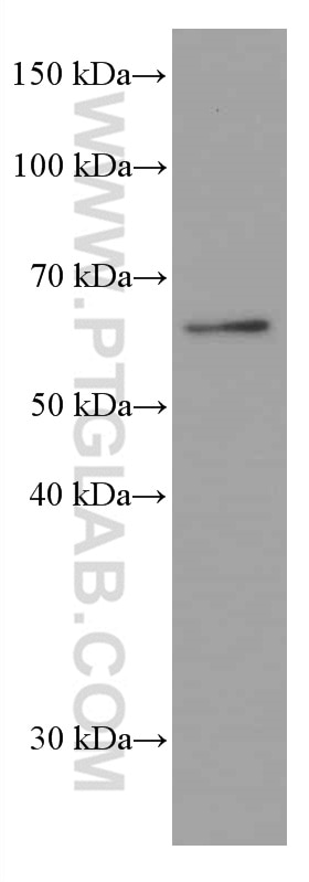 Western Blot (WB) analysis of NIH/3T3 cells using AMPK Alpha 1 Monoclonal antibody (66536-1-Ig)