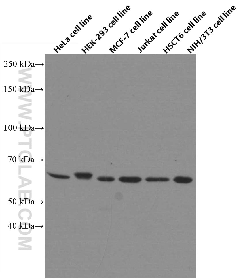 Western Blot (WB) analysis of various lysates using AMPK Alpha 1 Monoclonal antibody (66536-1-Ig)