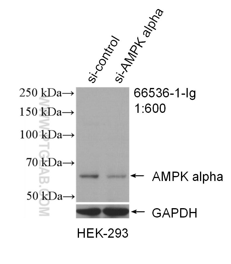 Western Blot (WB) analysis of HEK-293 cells using AMPK Alpha 1 Monoclonal antibody (66536-1-Ig)