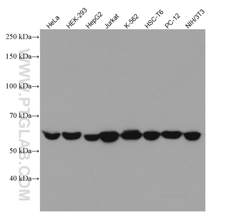 Western Blot (WB) analysis of various lysates using AMPK Alpha 1 Monoclonal antibody (66536-1-Ig)