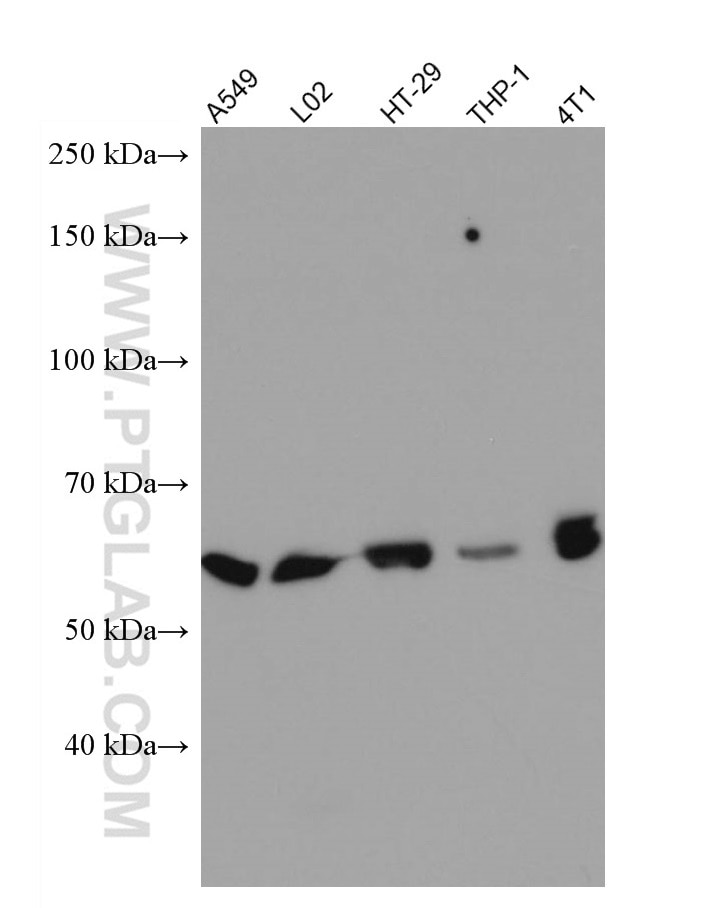 Western Blot (WB) analysis of various lysates using AMPK Alpha 1 Monoclonal antibody (66536-1-Ig)