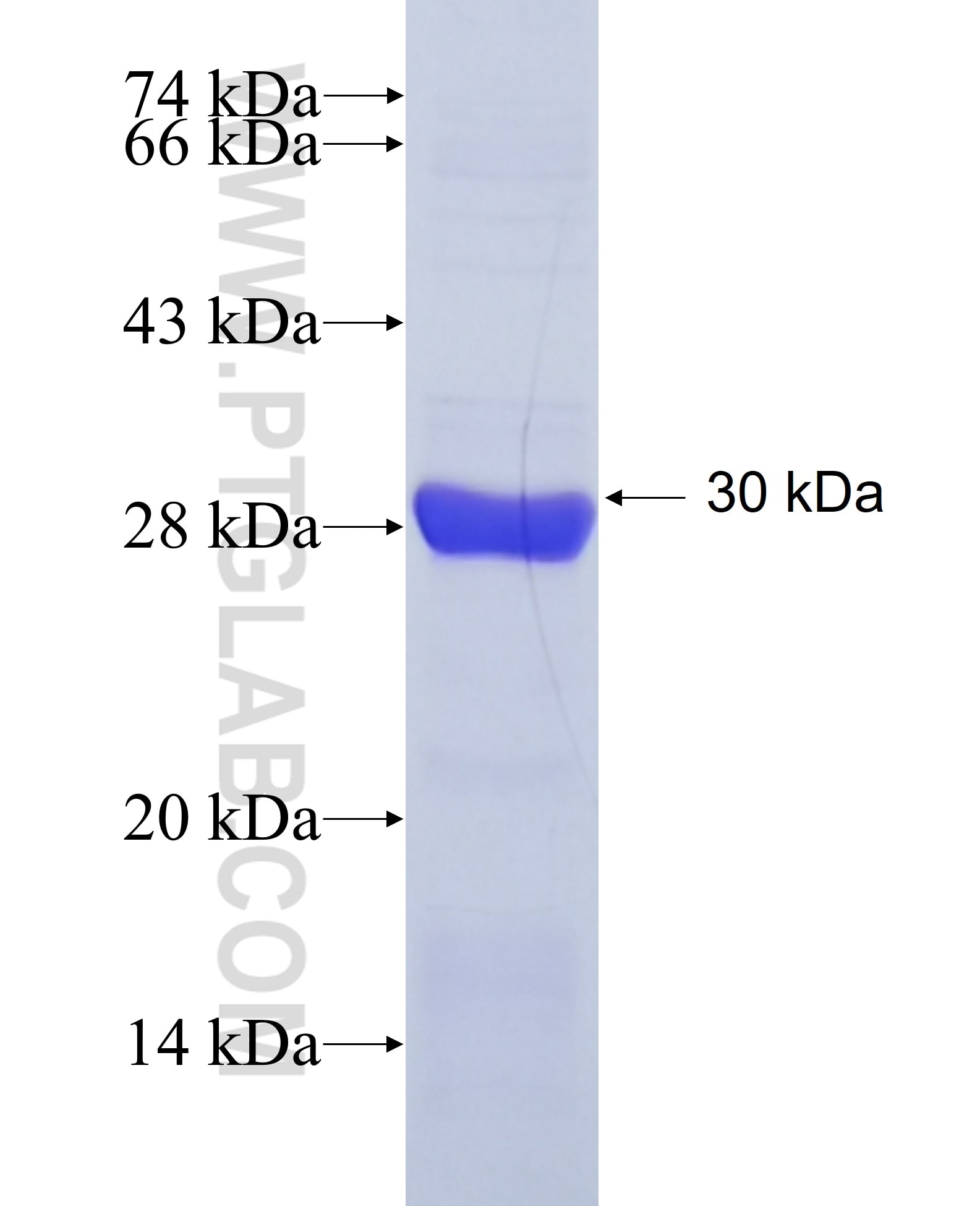 AMPK alpha fusion protein Ag24744 SDS-PAGE