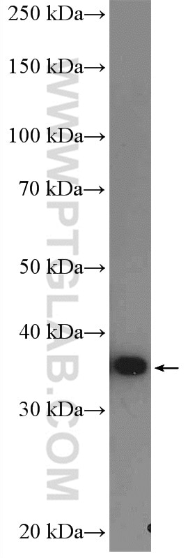Western Blot (WB) analysis of Jurkat cells using AMPK Beta 1 Polyclonal antibody (26907-1-AP)