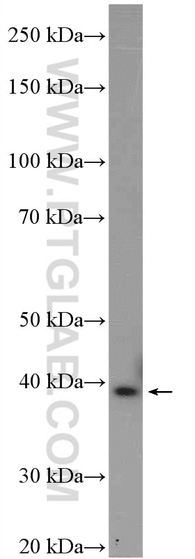 Western Blot (WB) analysis of NIH/3T3 cells using AMPK Beta 1 Polyclonal antibody (26907-1-AP)
