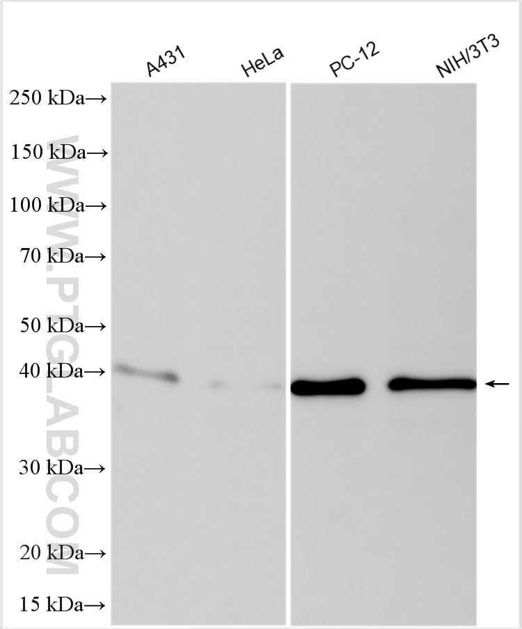Western Blot (WB) analysis of various lysates using AMPK Beta 1 Polyclonal antibody (26907-1-AP)