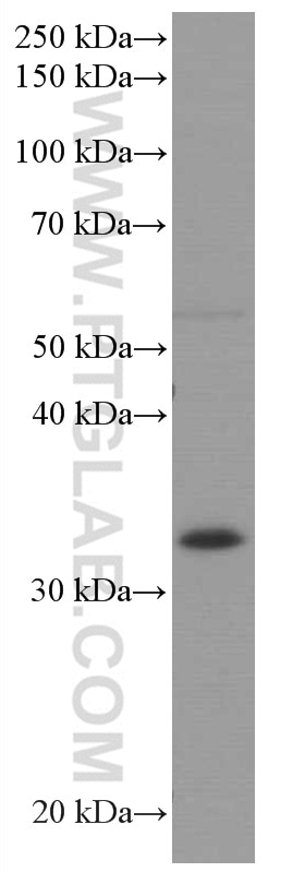 Western Blot (WB) analysis of A431 cells using AMPK Beta 2 Monoclonal antibody (66579-1-Ig)