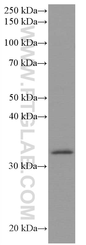 Western Blot (WB) analysis of HeLa cells using AMPK Beta 2 Monoclonal antibody (66579-1-Ig)
