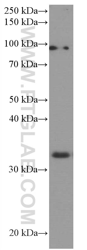 Western Blot (WB) analysis of A549 cells using AMPK Beta 2 Monoclonal antibody (66579-1-Ig)