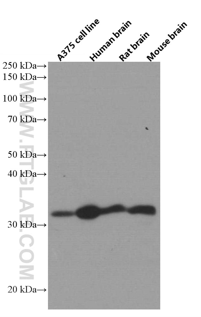 Western Blot (WB) analysis of various lysates using AMPK Beta 2 Monoclonal antibody (66579-1-Ig)