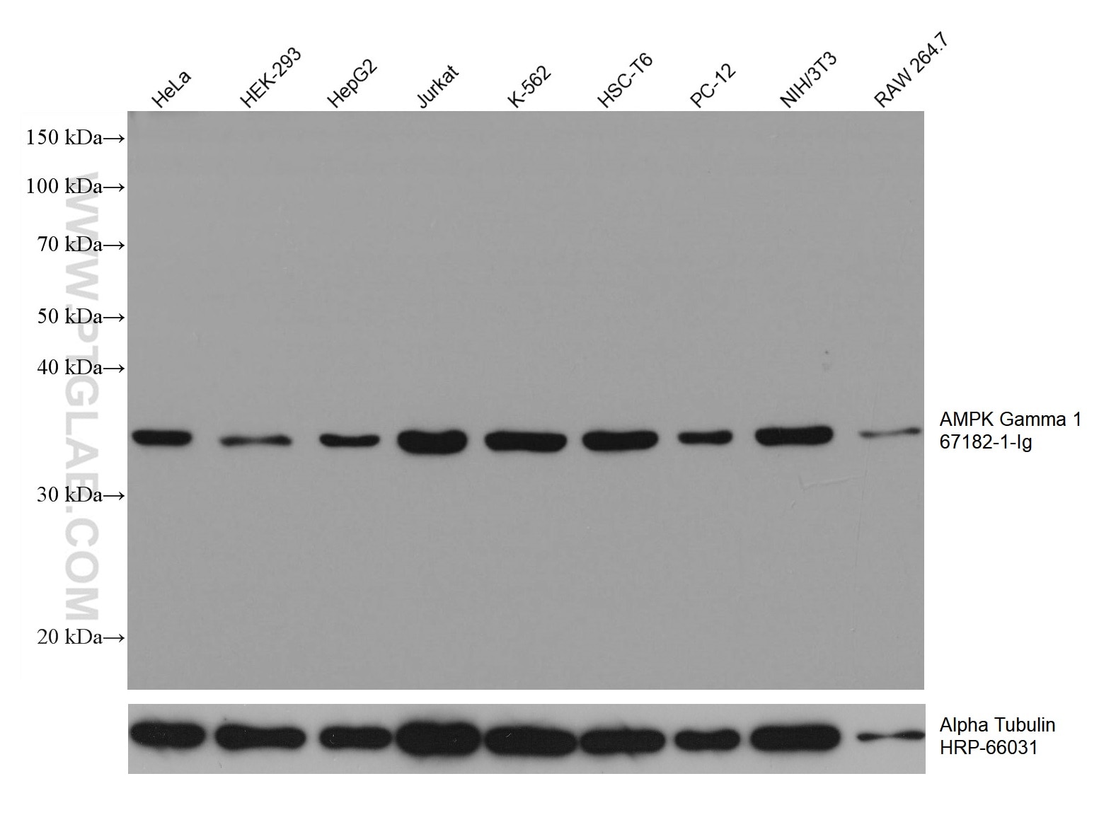 Western Blot (WB) analysis of various lysates using AMPK Gamma 1 Monoclonal antibody (67182-1-Ig)