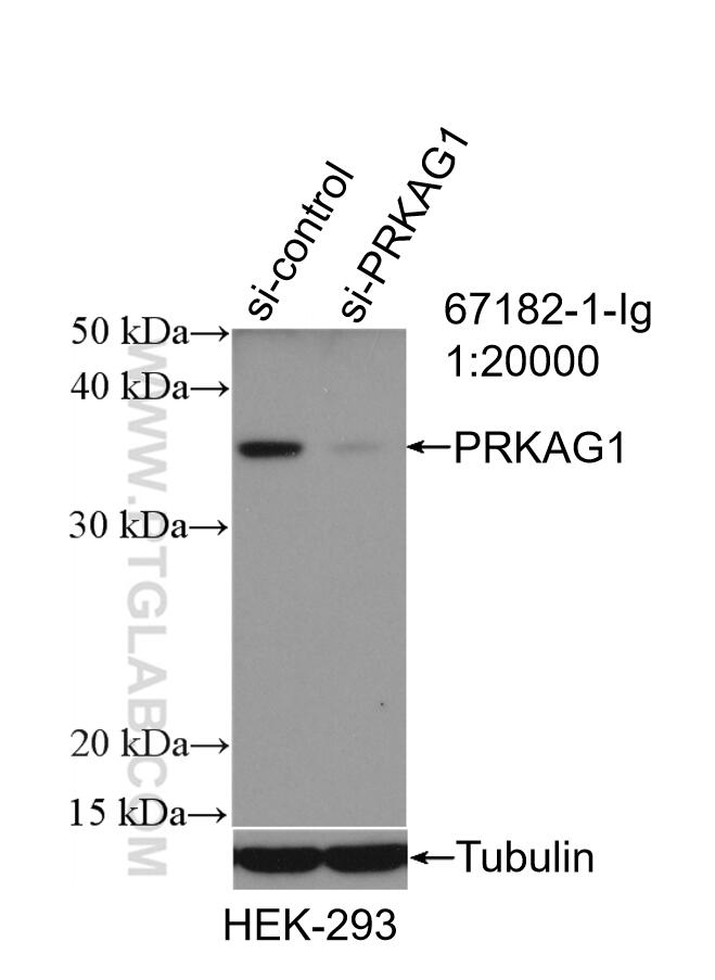 Western Blot (WB) analysis of HEK-293 cells using AMPK Gamma 1 Monoclonal antibody (67182-1-Ig)