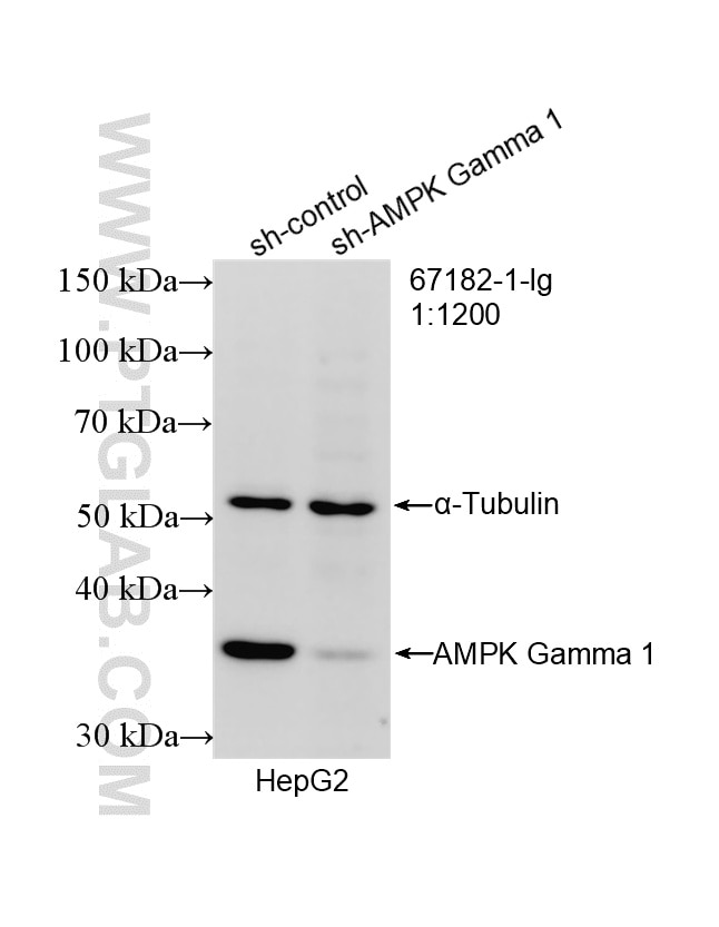 Western Blot (WB) analysis of HepG2 cells using AMPK Gamma 1 Monoclonal antibody (67182-1-Ig)