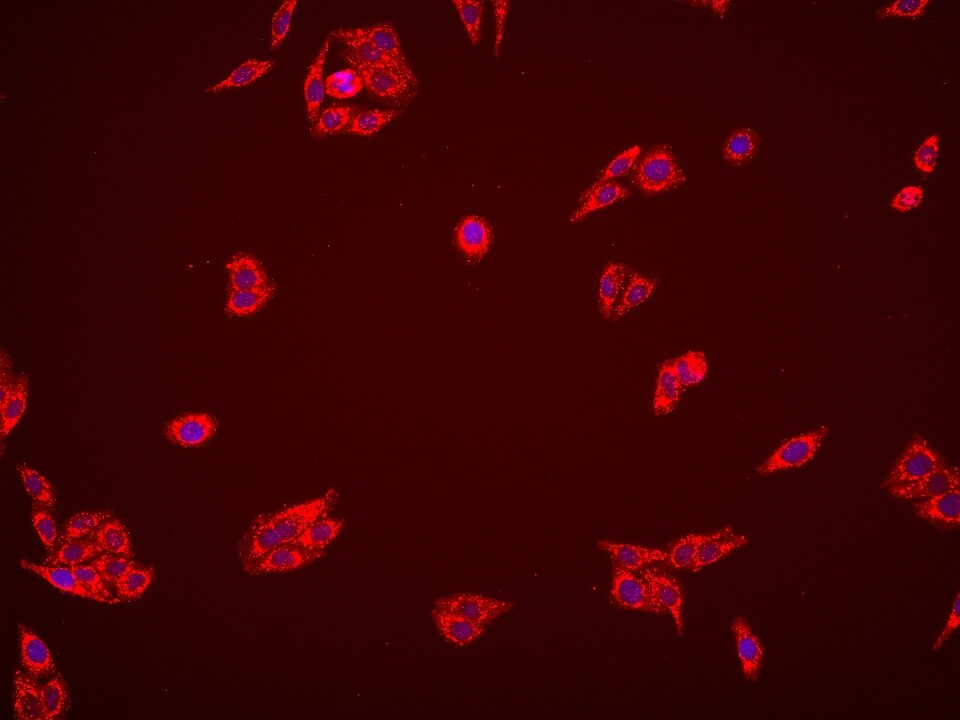 Immunofluorescence (IF) / fluorescent staining of HepG2 cells using AMT Monoclonal antibody (67532-1-Ig)